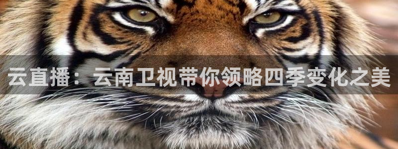 857雨燕体育直播：云直播：云南卫视带你领略四季变化之美